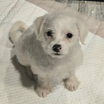 Terrier Dogs Available for Adoption - Tum Tum | PetCurious