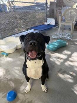 Pit Bull Terrier Dogs Available for Adoption - Milky | PetCurious