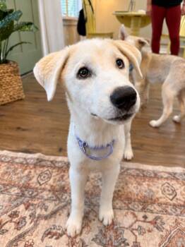 Alora Snow -  Husky and Great Pyrenees Dog for Adoption in Friendswood, Texas - Alora Snow | PetCurious
