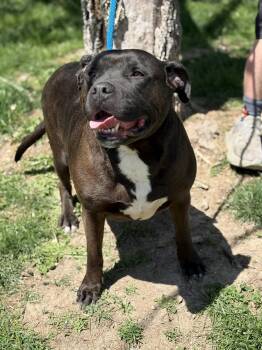 Labrador Retriever Dogs Available for Adoption in Springfield, Illinois - Vander | PetCurious