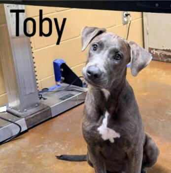 Toby Louisiana -  Plott Hound Dog for Adoption in Rockaway, New Jersey - Toby Louisiana | PetCurious