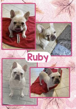 Ruby -  French Bulldog Dog for Adoption in Fort Wayne, Indiana - Ruby | PetCurious