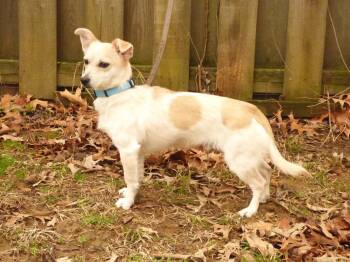 Chihuahua and Feist Dogs Available for Adoption - Howie | PetCurious