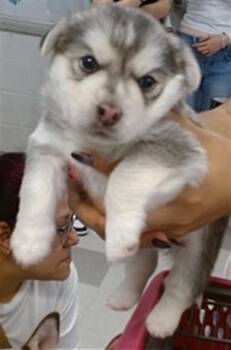BLAZE -  Siberian Husky and Mixed Breed Dog for Adoption in Oklahoma City, Oklahoma - BLAZE | PetCurious