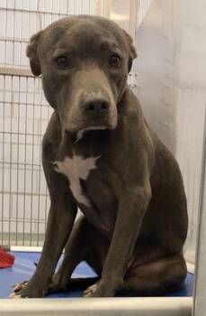 Rescue Pit Bull Terrier Dogs for Adoption in Eagle, Idaho - Hugs  *Courtesy Post. Out Of Town Pet. See Below For Details* | PetCurious