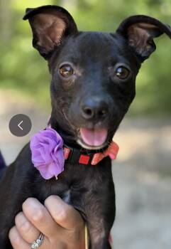 Katie -  Chihuahua Dog for Adoption in Weare, New Hampshire - Katie | PetCurious