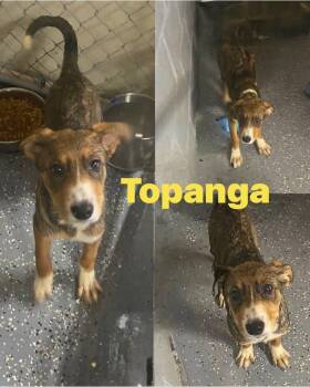 Rescue Shepherd Dogs for Adoption in Saint James, Missouri - Topanga | PetCurious