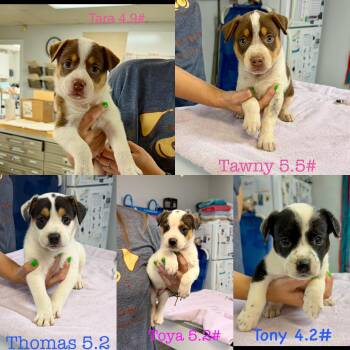 Australian Shepherd Dogs Available for Adoption in Seaside Heights, New Jersey - Tawny | PetCurious