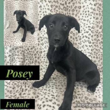 Labrador Retriever Dogs Available for Adoption in Manchester, Connecticut - Posey | PetCurious