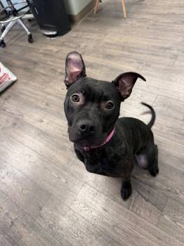 Daisy -  Terrier Dog for Adoption in St. George, Utah - Daisy | PetCurious