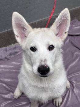 WINTER -  Siberian Husky Dog for Adoption in Las Vegas, Nevada - WINTER | PetCurious