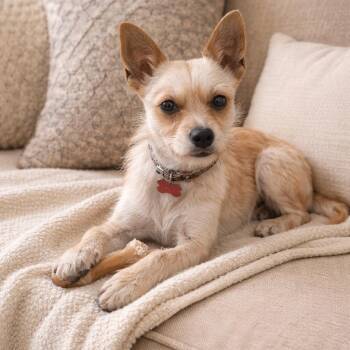 Border Terrier and Terrier Dogs Available for Adoption - Tiny - Cuddle Bug, Loves Kisses, Affectionate And Great With Dog | PetCurious