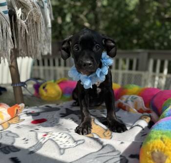 Draco -  Doberman Pinscher and Black Labrador Retriever Dog for Adoption - Draco | PetCurious