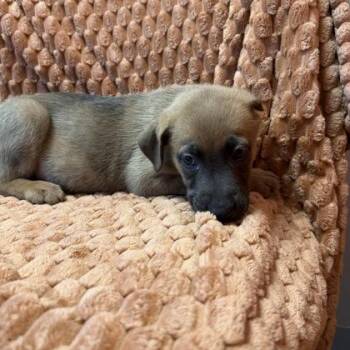 Princess Mulan -  Mixed Breed Dog for Adoption in Janesville, Wisconsin - Princess Mulan | PetCurious