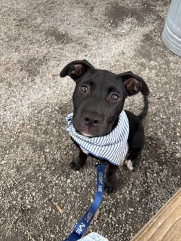 Rye -  Mixed Breed Dog Available for Adoption in Charleston, South Carolina - Rye | PetCurious