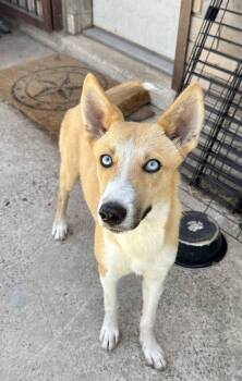 Sasha -  Husky and Labrador Retriever Dog for Adoption in Woodstock, Ontario - Sasha | PetCurious