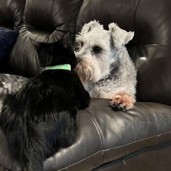 Evie -  Miniature Schnauzer Dog for Adoption in Huntsville, Alabama - Evie | PetCurious