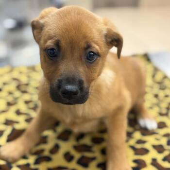 Shepherd Dogs Available for Adoption - Toaster Strudel | PetCurious