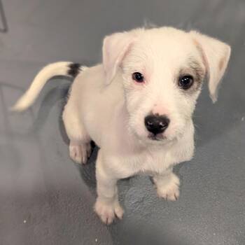 Schnauzer and Labrador Retriever Dogs Available for Adoption in Sparta, New Jersey - Benedict | PetCurious