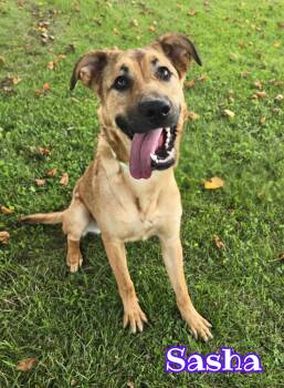 Rescue Black Mouth Cur Dogs for Adoption in Valparaiso, Indiana - Sasha | PetCurious