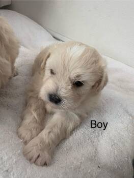 Rescue Maltese Dogs for Adoption in Tustin, California - Vanilla - Please See Description / Criteria | PetCurious