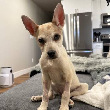 Apex -  Cattle Dog and Mixed Breed Dog for Adoption in Kanab, Utah - Apex | PetCurious