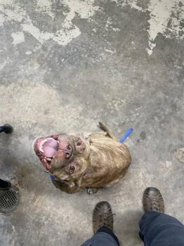 TRIXIE -  American Bulldog and Mixed Breed Dog for Adoption in Tallahassee, Florida - TRIXIE | PetCurious
