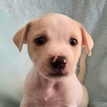 Wirehaired Terrier Dogs Available for Adoption - Finn (Perla