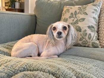 Harley -  Shih Poo Dog for Adoption in Tifton, Georgia - Harley | PetCurious
