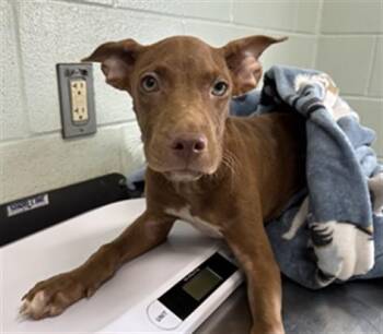 RUDOLF -  Labrador Retriever and Mixed Breed Dog for Adoption in Corpus Christi, Texas - RUDOLF | PetCurious