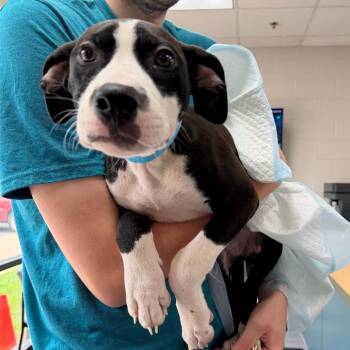 Quin -  Mixed Breed Dog for Adoption in Walker, Michigan - Quin | PetCurious