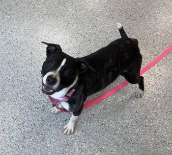 Mixed Breed Dogs Available for Adoption - Loch Ness | PetCurious