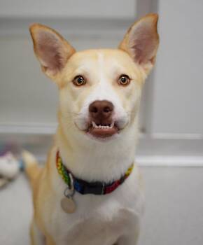 Feta -  Husky and Australian Shepherd Dog for Adoption in Pontiac, Michigan - Feta | PetCurious