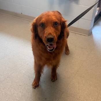 Kobe -  Golden Retriever Dog for Adoption in Medina, Ohio - Kobe | PetCurious