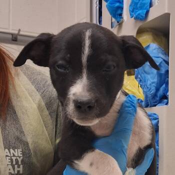 Calpis Soda Chardonnay -  Mixed Breed Dog for Adoption in Murray, Utah - Calpis Soda Chardonnay | PetCurious