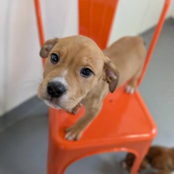 Cheese Curd -  Mixed Breed Dog for Adoption in Cape Girardeau, Missouri - Cheese Curd | PetCurious
