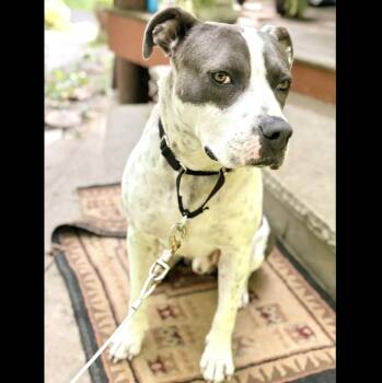 Rescue American Staffordshire Terrier Dogs for Adoption in Longview, Texas - Kenny | PetCurious