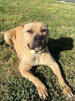 Pit Bull Terrier Dogs Available for Adoption - VIVI | PetCurious