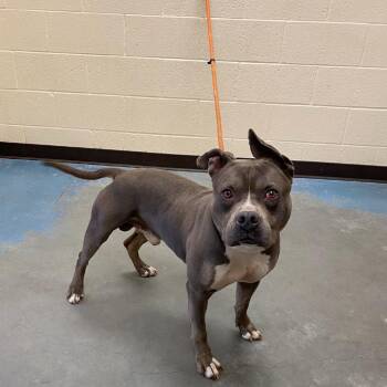 Mixed Breed Dogs Available for Adoption in Memphis, Tennessee - Arthur | PetCurious