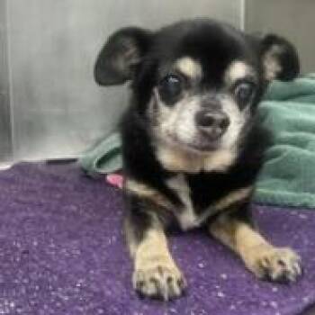 Poppy -  Chihuahua Dog for Adoption in Philadelphia, Pennsylvania - Poppy | PetCurious