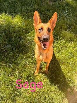 Sage -  German Shepherd Dog Dog for Adoption in Hillsboro, Ohio - Sage | PetCurious