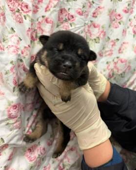 German Shepherd Dog Dogs Available for Adoption - FRENCH TOAST | PetCurious