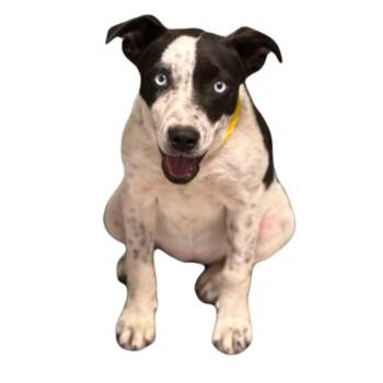 Addison -  Catahoula Leopard Dog Dog for Adoption in Red Bluff, California - Addison | PetCurious