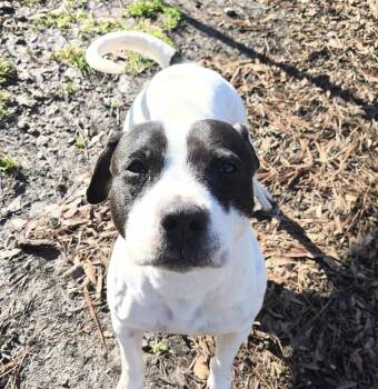 Rescue American Staffordshire Terrier Dogs for Adoption in Roswell, Georgia - Noel | PetCurious