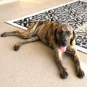 Tigress -  Labrador Retriever and Basset Hound Dog for Adoption in Corpus Christi, Texas - Tigress | PetCurious
