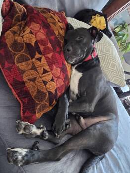 Pit Bull Terrier and Labrador Retriever Dogs Available for Adoption in Chandler, Arizona - BLITZO | PetCurious