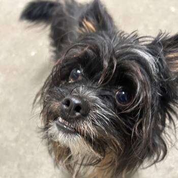 Throckmorton -  Mixed Breed Dog for Adoption in Pittsburgh, Pennsylvania - Throckmorton | PetCurious