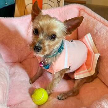 Lottie -  Yorkshire Terrier Dog for Adoption in Des Moines, Iowa - Lottie | PetCurious