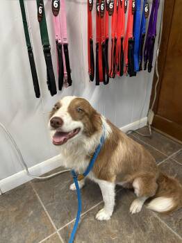Border Collie Dogs Available for Adoption in Monticello, Mississippi - Annie | PetCurious