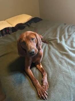 Rescue Redbone Coonhound Dogs for Adoption in Greater Sudbury, Ontario - Oakley | PetCurious